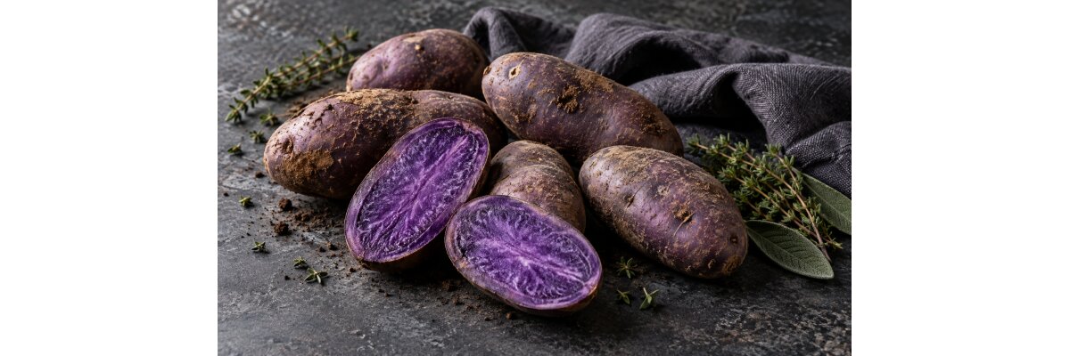 Violette Kartoffeln zubereiten: So bleibt Violetta schön lila - Violette Kartoffeln zubereiten: Farbe erhalten