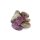Kartoffel Violetta festkochend violette Kartoffel Ernte 2023