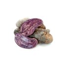 Kartoffel Violetta festkochend violette Kartoffel 1 KG Ernte 2023
