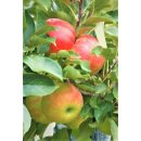 Äpfel Elstar vom Bodensee fein-säuerlicher Apfel Ernte 2026
