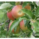 Äpfel Elstar vom Bodensee fein-säuerlicher Apfel 