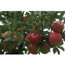 Äpfel Elstar vom Bodensee fein-säuerlicher Apfel 1-10 KG 1 KG