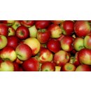 Äpfel Elstar vom Bodensee fein-säuerlicher Apfel 1-10 KG 2 KG
