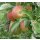 Äpfel Elstar vom Bodensee fein-säuerlicher Apfel 2 KG Ernte 2023