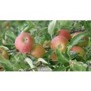 Äpfel Elstar vom Bodensee fein-säuerlicher Apfel 1-10 KG 5 KG