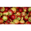 Äpfel Elstar vom Bodensee fein-säuerlicher Apfel 1-10 KG 10 KG