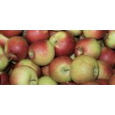 Äpfel Wellant Allergikerapfel vom Bodensee süßer Apfel
