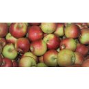 Äpfel Wellant Allergikerapfel vom Bodensee süßer Apfel