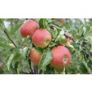 Äpfel Wellant Allergikerapfel aus Deutschland/Bodensee süßer Apfel 10 KG