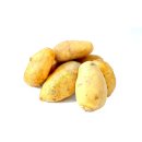 Kartoffel Sieglinde festkochende Speisekartoffeln Ernte 2023 Kartoffeln 2 KG