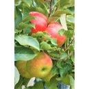 Frische BIO Äpfel Santana Allergikerfreundlich aus Deutschland/Bodensee saftig süß-säuerlicher Apfel Tafelapfel 1- 10 KG