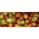 Frische BIO Äpfel Santana Allergikerfreundlich aus Deutschland/Bodensee saftig süß-säuerlicher Apfel Tafelapfel