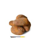 Laura Kartoffeln 10 kg – extra große Knollen...